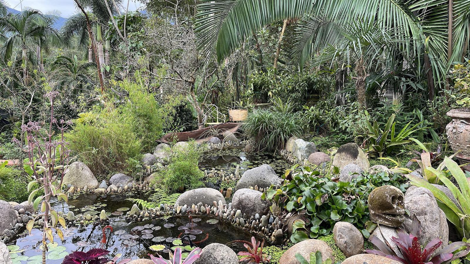 A pond among tropical plants and palms at the Vallarta Botanical Garden
