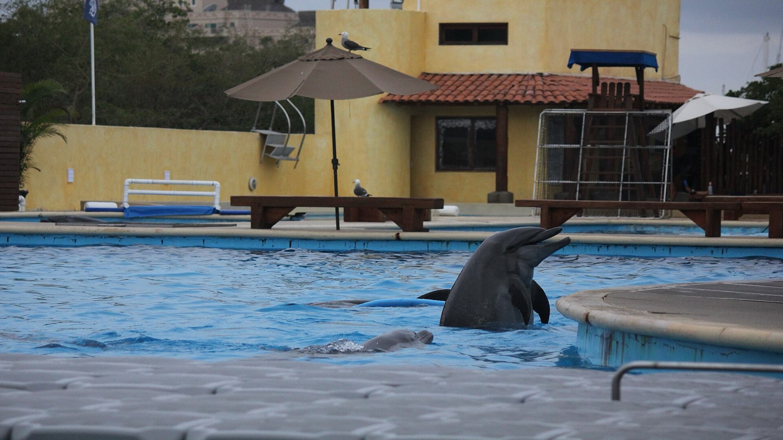Dolphins in a pool at a dolphin attraction in Nuevo Vallarta