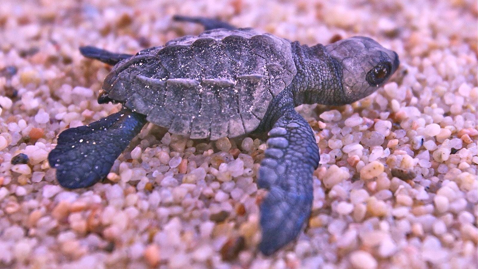An olive ridley sea turtle hatchling on the sand
