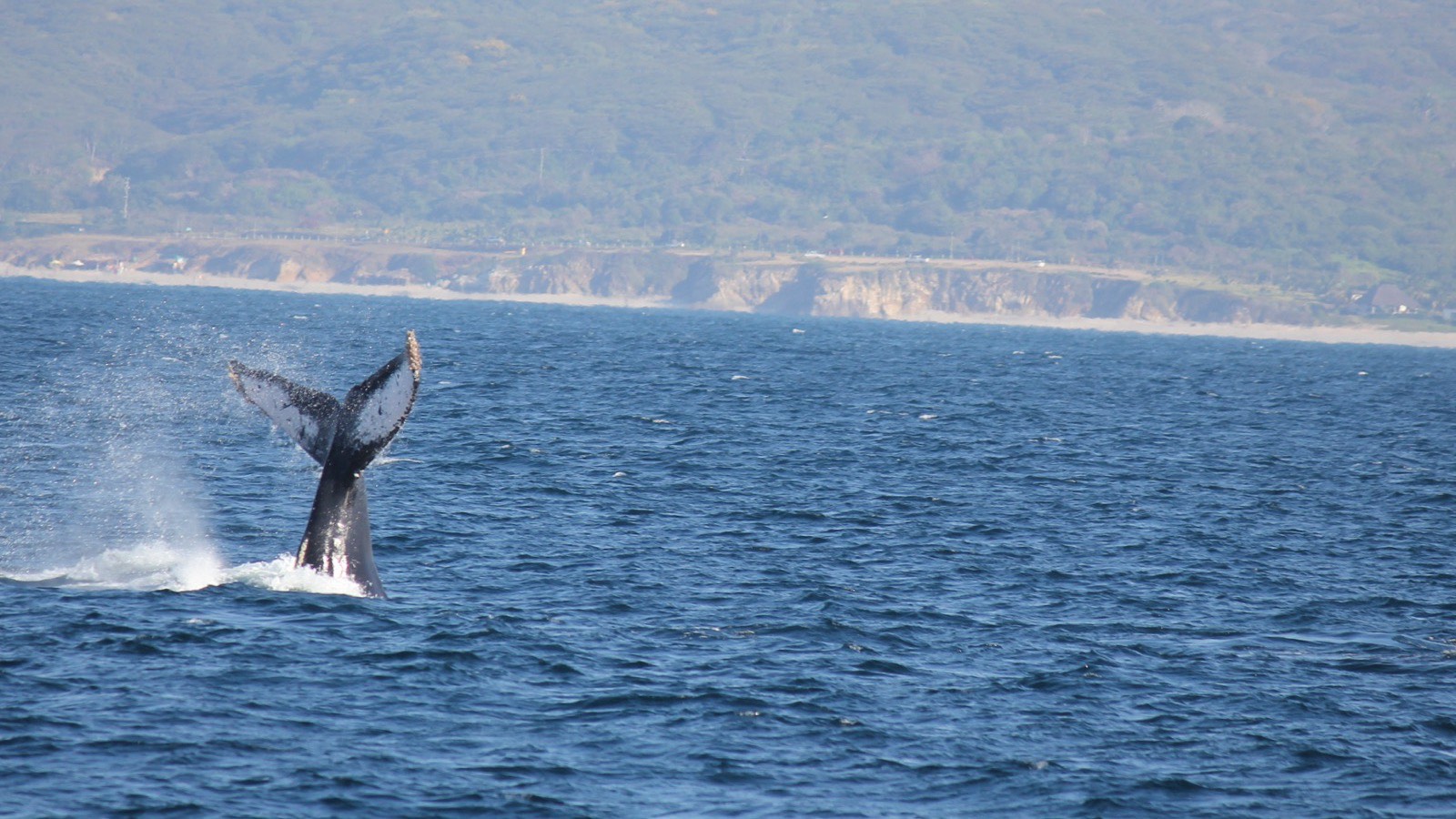 Whale watching in Banderas Bay